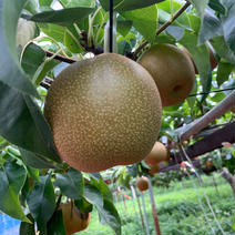 【期間限定】【新品種】　【凛夏】　３キロ　梨 凛夏　梨　8ー9玉 果物や野菜などのお取り寄せ宅配食材通販産地直送アウル