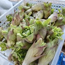【訳アリ（蕾の開き）】ふきのとう『秋田ふき』 1kg（約70~80個） 果物や野菜などのお取り寄せ宅配食材通販産地直送アウル