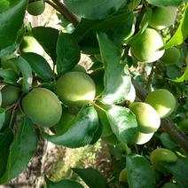 南高梅6キロ 6kg 果物や野菜などのお取り寄せ宅配食材通販産地直送アウル