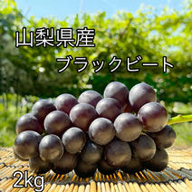 ぶどう【ブラックビート】2kg〜2.4kg前後(3〜5房)山梨県産　種なし『常温便』 2kg 果物や野菜などのお取り寄せ宅配食材通販産地直送アウル