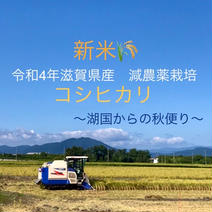 (๑>◡<๑)！令和4年産滋賀県産コシヒカリ玄米 10kg 令和4年コシヒカリ 玄米箱込み10kgリサイクル箱 果物や野菜などのお取り寄せ宅配食材通販産地直送アウル
