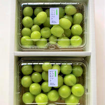 ◉2箱　シャインマスカット「摘み落とし」（500g×2P） 2kg（500g×4P） 果物や野菜などのお取り寄せ宅配食材通販産地直送アウル