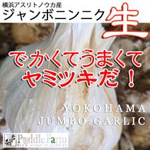 横浜産ジャンボ生ニンニク3.6ｋｇ⇧ 3.6ｋｇ 果物や野菜などのお取り寄せ宅配食材通販産地直送アウル