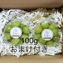 【3周年限定】K &Y 冷蔵シャインマスカット〓おまけ付き〓 ２パック＋100g 果物や野菜などのお取り寄せ宅配食材通販産地直送アウル