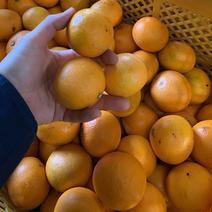 きよみオレンジ【小玉】5kg(箱込) 5kg(箱込) 果物や野菜などのお取り寄せ宅配食材通販産地直送アウル