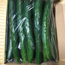 お試し 新鮮きゅうりAL品 大きくて太く食べ応えあり 朝採り野菜 1kg 果物や野菜などのお取り寄せ宅配食材通販産地直送アウル