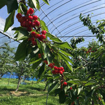 佐藤錦M500g 500g 果物や野菜などのお取り寄せ宅配食材通販産地直送アウル