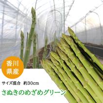 出荷当日の今朝採れ　「１ｋｇさぬきのめざめ　３０ｃｍ　L・2L・3L混合」グリーンアスパラ 1ｋｇ 果物や野菜などのお取り寄せ宅配食材通販産地直送アウル