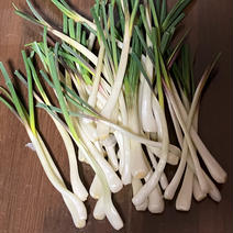 【石垣島産】【皮剥き済】【送料込】小粒で香りの強い島らっきょ 300g 果物や野菜などのお取り寄せ宅配食材通販産地直送アウル