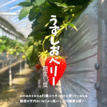 栽培期間中農薬不使用　うずしおベリー4p 4p 果物や野菜などのお取り寄せ宅配食材通販産地直送アウル