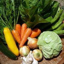 旬の野菜8品詰め合わせセット 果物や野菜などのお取り寄せ宅配食材通販産地直送アウル