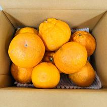 熊本県産 でこみかん 特A優品【003】約2.5キロ 箱込み 不知火 デコみかん デコ 熊本 熊本産 果物 旬 フルーツ 柑橘  通販 ギフト プレゼント  バイヤー推奨商品 約2.5キロ 箱込み 果物や野菜などのお取り寄せ宅配食材通販産地直送アウル