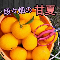 段々畑の甘夏🍊『訳あり』9kg（箱込） 9kg（箱込） 果物や野菜などのお取り寄せ宅配食材通販産地直送アウル