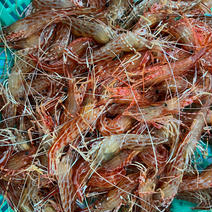 鮮度抜群！北海道産シマエビ　小サイズ1kg 1kg（70尾前後） 果物や野菜などのお取り寄せ宅配食材通販産地直送アウル