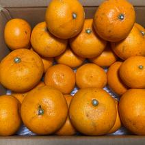 【お得❗️個性爆発】🍊大きさミックスご家庭用C品 せとか訳あり約2.8kg 21個　2800g 前後 （梱包込）になります 果物や野菜などのお取り寄せ宅配食材通販産地直送アウル