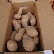 メークイン約5kg L～2L 約5kg  果物や野菜などのお取り寄せ宅配食材通販産地直送アウル