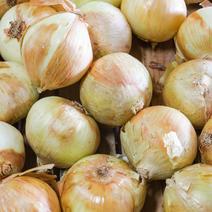千葉県産あったら便利あま～い玉ねぎ2㎏ 2kg  果物や野菜などのお取り寄せ宅配食材通販産地直送アウル