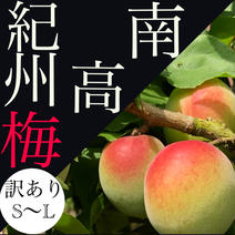 訳あり【S-L】青梅　南高梅 2kg 果物や野菜などのお取り寄せ宅配食材通販産地直送アウル