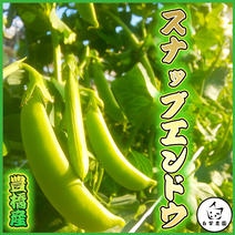 [クール便対応][ギフト対応]【スナップエンドウ】約1kg 甘くて美味しい！ジューシー！　愛知県豊橋産 スナップエンドウ　約1kg(約80個） 果物や野菜などのお取り寄せ宅配食材通販産地直送アウル