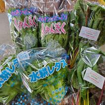 水耕栽培３種類セット １キロ 果物や野菜などのお取り寄せ宅配食材通販産地直送アウル