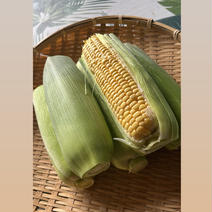 曽篠梨園の訳ありとうもろこし 5kg 15本〜20本 果物や野菜などのお取り寄せ宅配食材通販産地直送アウル