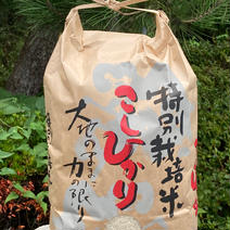 安曇野の安心米　特別栽培米コシヒカリ　5キロ 5キロ 果物や野菜などのお取り寄せ宅配食材通販産地直送アウル