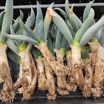 ねぎ（野菜）の産地直送商品一覧（通販・お取り寄せ）-産直アウル