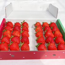 ❗️❗️キュンキュン❗️❗️一口食べるとトロけっちゃう❤️「光姫ちゃん」❤️　❗️1箱30個入り❗️(大きさS〜M)600g〜700g 600g〜700g 果物や野菜などのお取り寄せ宅配食材通販産地直送アウル