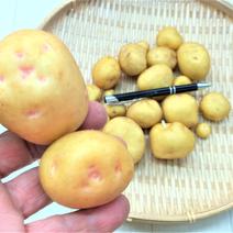 農薬不使用（無農薬）栽培　男爵芋より美味しいキタアカリ馬鈴薯　【キタアカリ】約２kg（箱重量込み） 馬鈴薯　【キタアカリ】約２kg（箱重量込み） 果物や野菜などのお取り寄せ宅配食材通販産地直送アウル