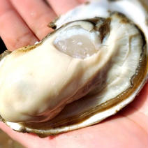 北海道産海峡牡蠣 殻付き牡蠣45個 果物や野菜などのお取り寄せ宅配食材通販産地直送アウル
