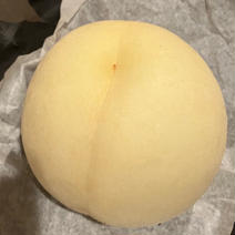 【贈答用】白皇　小 3玉 果物や野菜などのお取り寄せ宅配食材通販産地直送アウル