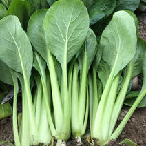 佐藤大農園　冬の寒締め小松菜　6袋 200g  ×  6袋　　計　1.2kg 果物や野菜などのお取り寄せ宅配食材通販産地直送アウル