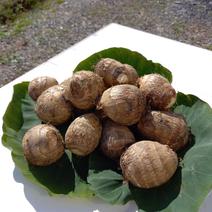 「期間限定」土付き里芋3kg+増量中(大和早生)もっちりホクホクでクリーミーな美白芋！！芋煮の本場山形よりお届けです。 4kg(箱込み) 果物や野菜などのお取り寄せ宅配食材通販産地直送アウル