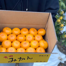 和歌山有田産・秀品・極早生みかん（Lサイズ） 5kg 果物や野菜などのお取り寄せ宅配食材通販産地直送アウル