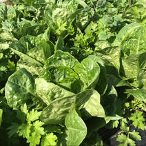 飲食店・レタス好き必見‼️ロメインレタス2kg🥗 2kg 果物や野菜などのお取り寄せ宅配食材通販産地直送アウル
