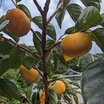 沖縄、北海道のお客様用 家庭用種無し柿6キロ 6キロ 果物や野菜などのお取り寄せ宅配食材通販産地直送アウル