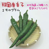 青唐辛子（野菜＞スパイス）の産地直送商品一覧（通販・お