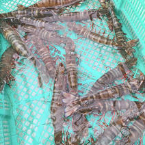 活け締め　生足赤海老🦐　3k 活け締め生足赤エビ　3k 果物や野菜などのお取り寄せ宅配食材通販産地直送アウル