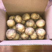《近畿・中国・四国・九州地域限定》　　　じゃがいも・デジマ３kg ３kg 果物や野菜などのお取り寄せ宅配食材通販産地直送アウル