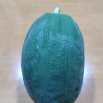 【アウルの日】茨城県産 健康食材 青パパイヤ　無農薬3.6Kg 3.6Kg 果物や野菜などのお取り寄せ宅配食材通販産地直送アウル