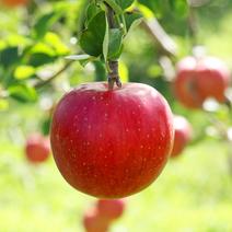 【完売】つがる 2.5kg（6～12個） つがる 2.5kg 果物や野菜などのお取り寄せ宅配食材通販産地直送アウル
