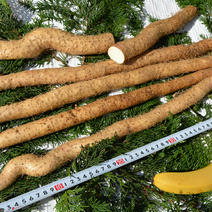 おためし　娘の失敗作じねんじょ 1.3kg 果物や野菜などのお取り寄せ宅配食材通販産地直送アウル