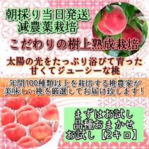 *朝採り当日発送*美味しくなるまで収穫しない！こだわりの樹上熟成栽培桃 桃　お試し2キロ 果物や野菜などのお取り寄せ宅配食材通販産地直送アウル