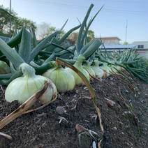 福袋🧅新玉ねぎ10kgくらいとたっぷり野菜セット🥦🥬 福袋野菜セット 果物や野菜などのお取り寄せ宅配食材通販産地直送アウル