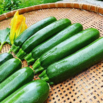 有機ズッキーニ大きなサイズ5キロ 5キロ 果物や野菜などのお取り寄せ宅配食材通販産地直送アウル