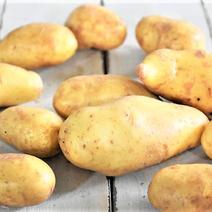 馬鈴薯メークイン　農薬不使用（無農薬）栽培 メークイン　2.0kg(60㎝サイズ箱重量込み） 果物や野菜などのお取り寄せ宅配食材通販産地直送アウル