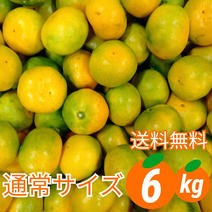 【通常サイズ】「極早生みかん」6kg《送料無料》採れたて新鮮!！S～2Lサイズ 6kg（箱込み） 果物や野菜などのお取り寄せ宅配食材通販産地直送アウル