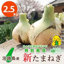 【2.5kg】 新たまねぎ 淡路島産 特別栽培 兵庫県認証食品 レシピ付き ひょうご安心ブランド 南あわじ市 少人数 一人暮らし サラダ 炒め物 新玉ねぎ 新玉葱 新たまねぎ2.5kg 果物や野菜などのお取り寄せ宅配食材通販産地直送アウル