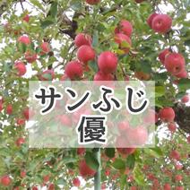 【優L5】信州産サンふじ(つがね農園) 優約4.8kg16～18玉L 果物や野菜などのお取り寄せ宅配食材通販産地直送アウル