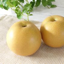 果汁溢れる豊水梨 特大果実 約3.3kg 約3.3kg(特大サイズ) 果物や野菜などのお取り寄せ宅配食材通販産地直送アウル